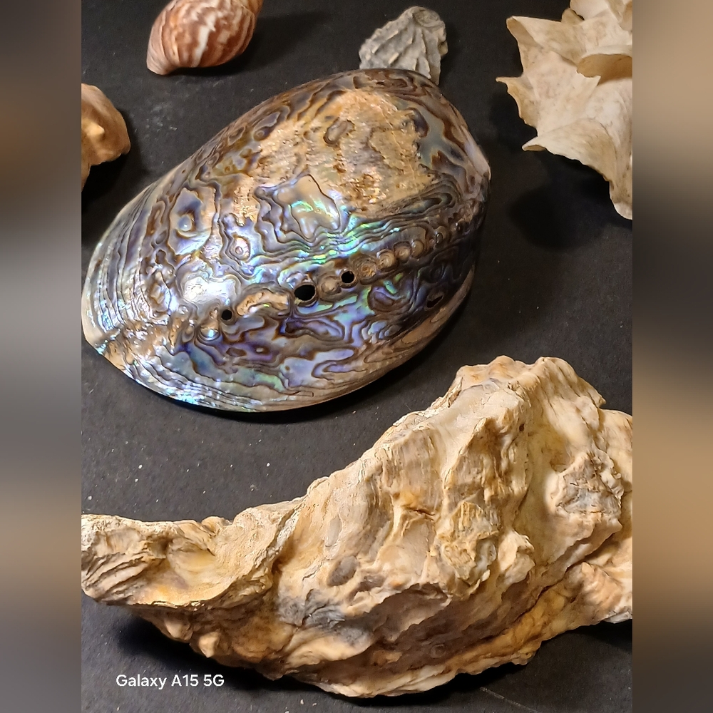 Iridescent Abalone Shell